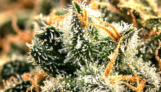 Why is humidity so important for cannabis humidity for cannabis