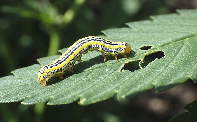 Cute insects that can ruin your harvest diagnose sick cannabis plants