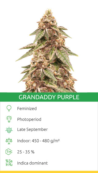 Variété Grandaddy Purple
