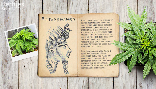 Rapport de culture de la Tutankhamon