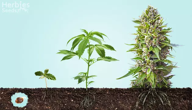stages of growing weed