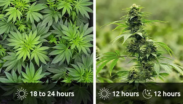 how to grow hydroponic weed