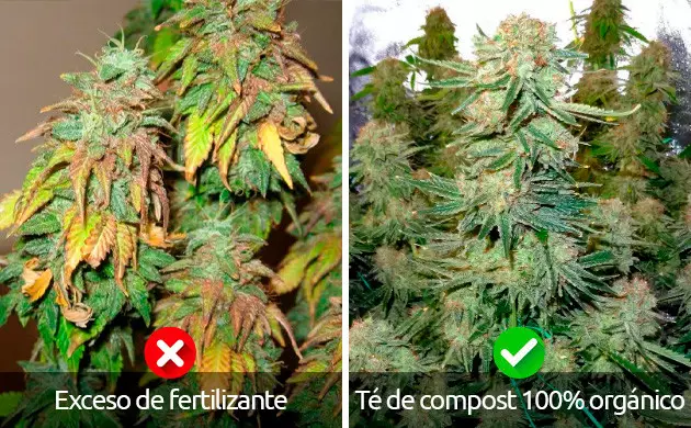  te de compost para la marihuana