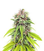 Bruce Banner# (AlphaFem Seeds)