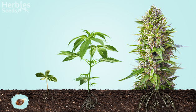 croissance du cannabis
