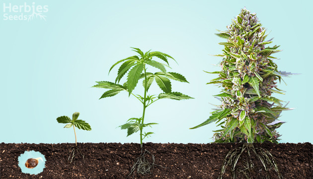 cannabis plants flowering stages