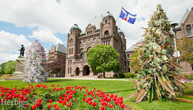 cannabis seeds for sale in toronto