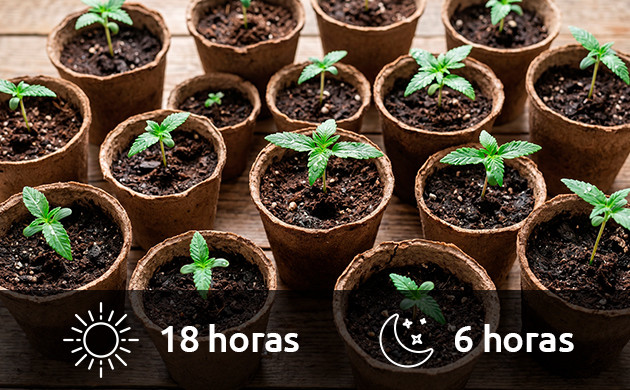 cannabis seedling light schedule