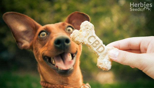 bocconcini al cbd per cani ricetta fai da te