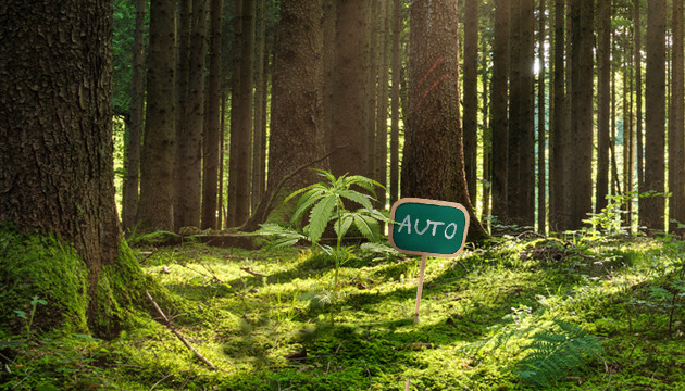 wie man Marihuana-Pflanzen im Wald findet