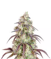 Buy Lemon Pie Auto feminized seeds by Fast Buds Lemon Pie Auto (Fast Buds)