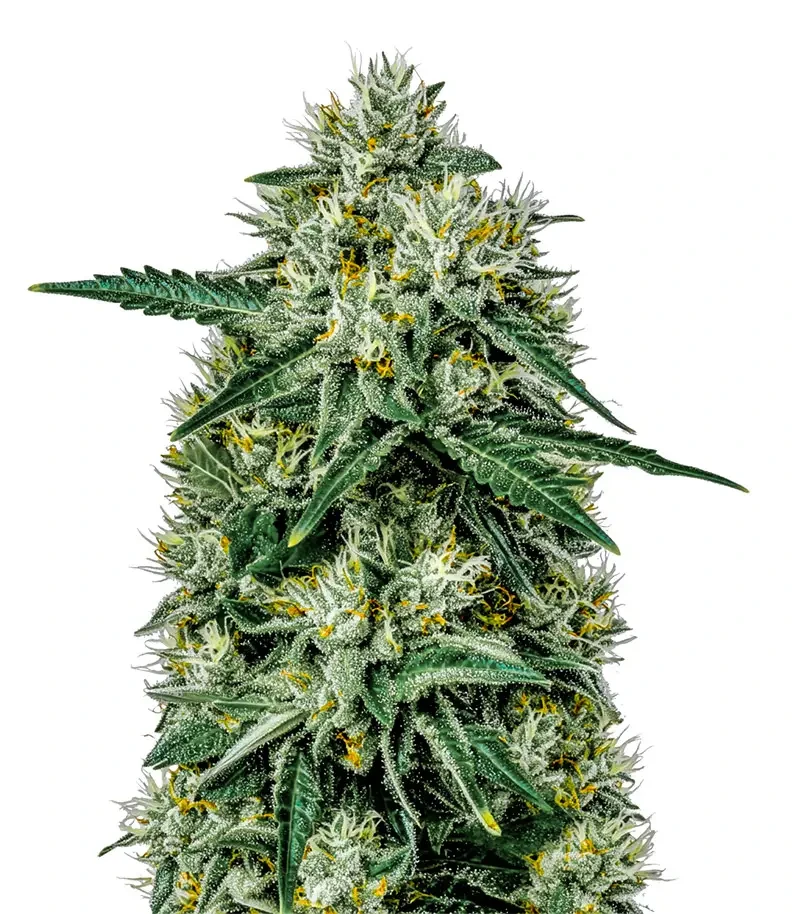 Northern Lights Auto (Green House Seeds)