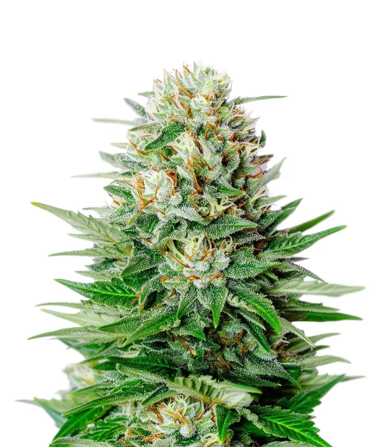 Super Lemon Haze Auto (Green House Seeds)