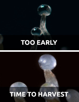 different types of trichomes