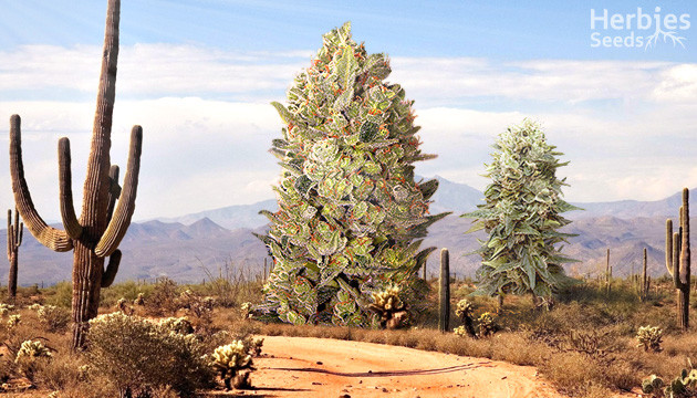 plantas clima calido