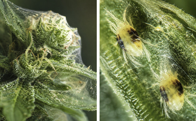 Tiny predators you should be aware of cannabis leaf issues