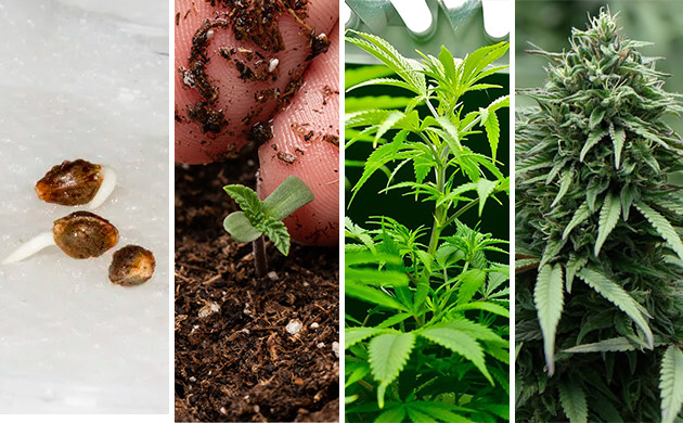 cannabis seeds for indoor growing