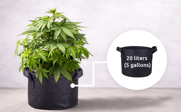 Drainage holes for cannabis plants