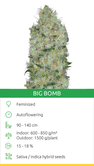 Big Bomb par Bomb Seeds