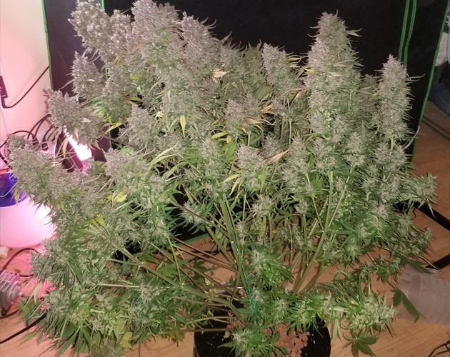 FastBuds Gorilla Glue Auto grow week 15