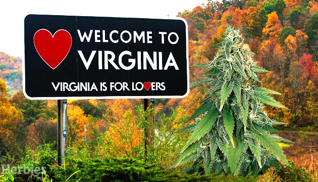 cannabis seeds Virginia