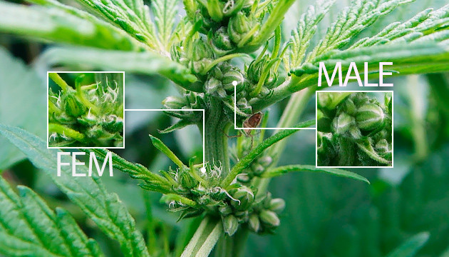 Taste, taste & flavor for feminized strain seeds