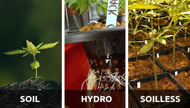 how to grow marijuana indoors