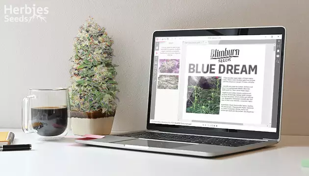 Blue Dream from BlimBurn Seeds