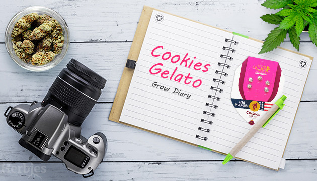 cookies gelato grow diary