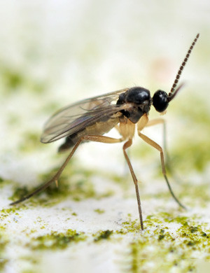 how to get rid of fungus gnats cannabis