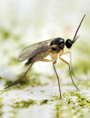 What Are Fungus Gnats & How to Kill Them? - WeedSeedShop