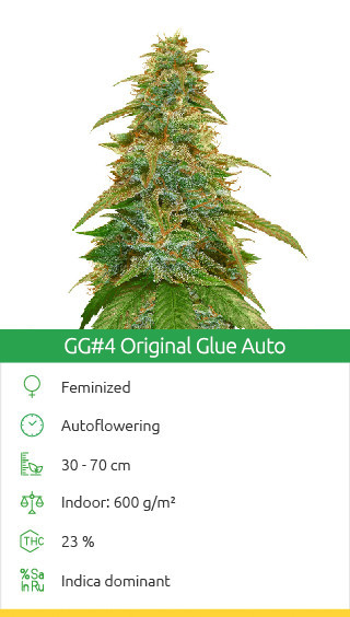 Gorilla Glue Auto variété de cannabis