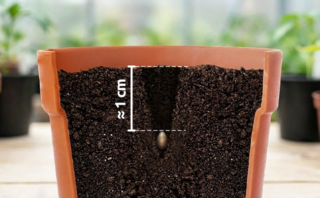 how deep to plant marijuana seeds directly in soil