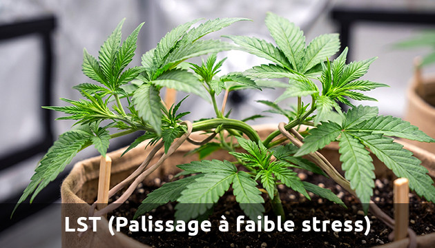 lst cannabis