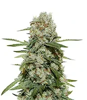 Super Silver Haze (Green House Seeds)