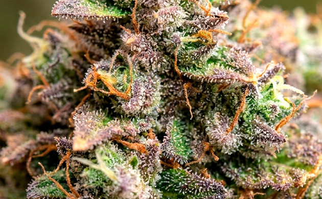 The feel of high grade weed good weed vs bad weed