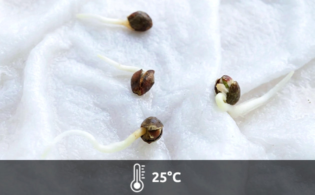 temperatura ideal esquejes marihuana