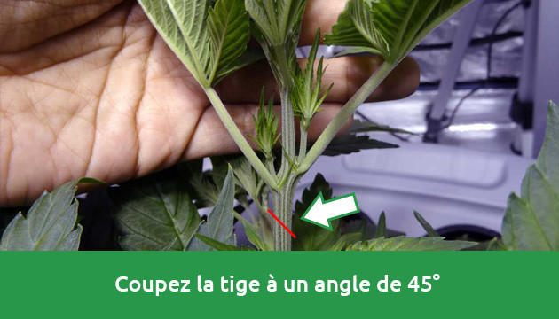 comment couper des clones à partir d'une plante mère