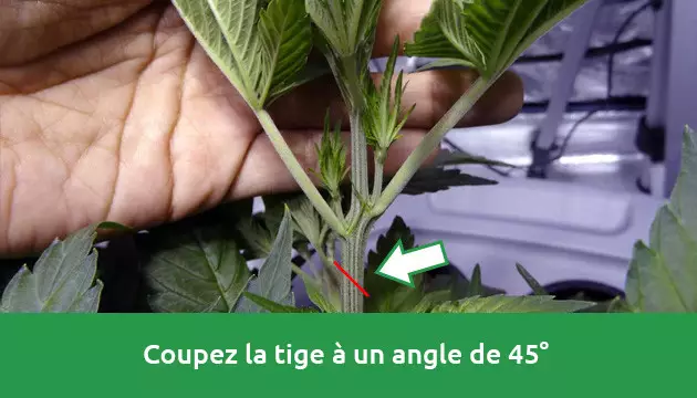 comment couper des clones à partir d'une plante mère