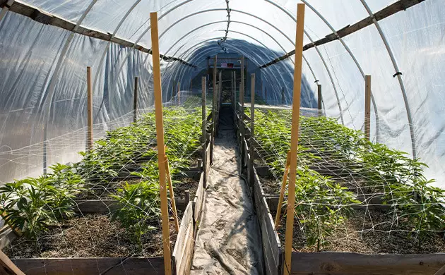 Culture du cannabis dans les régions montagneuses de France