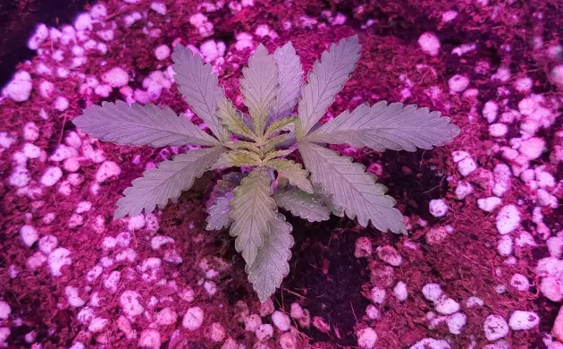 bruce banner 3 grow diarie
