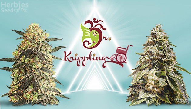 Top 5 strains by Dr. Krippling
