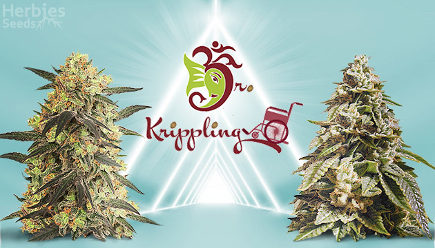 Dr Krippling Seeds buy cannabis seeds