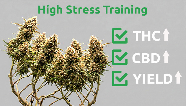 High stress training cannabis