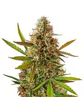 Blueberry Glue Auto (Glueberry Auto) feminized seeds for sale: information and reviews Blueberry Glue Auto (Glueberry Auto) (Expert Seeds)