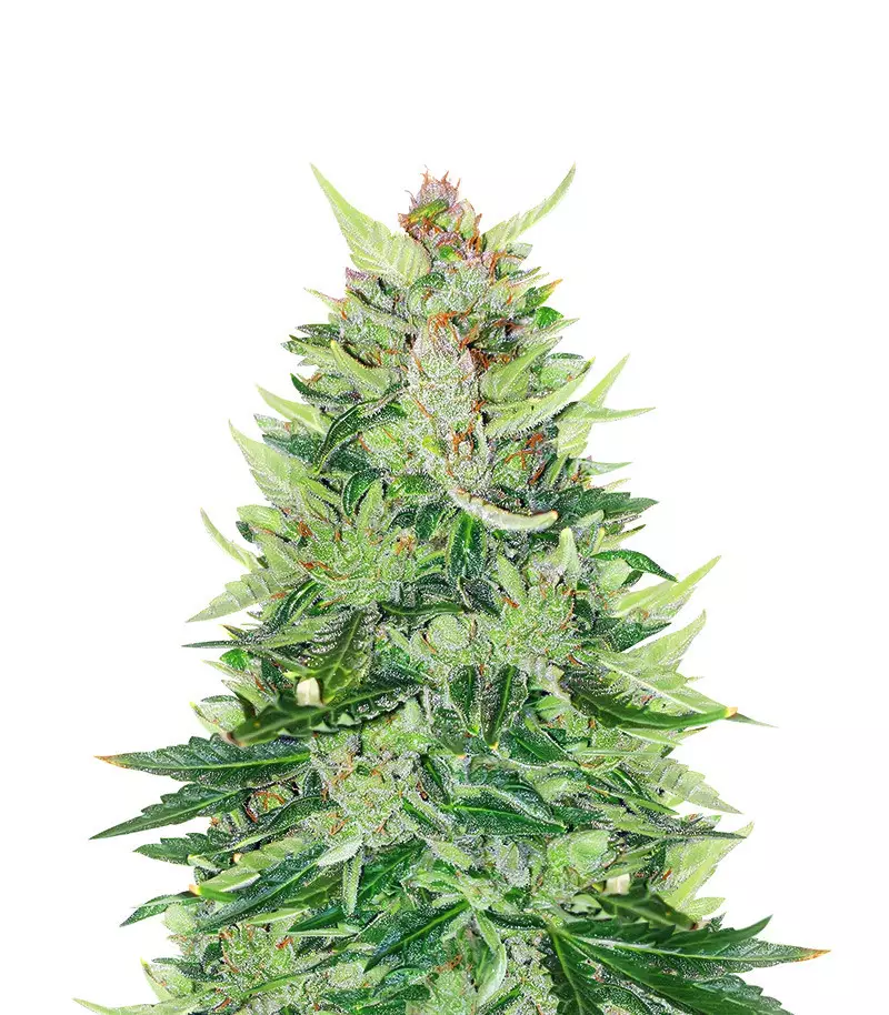 CBD Lemon Auto