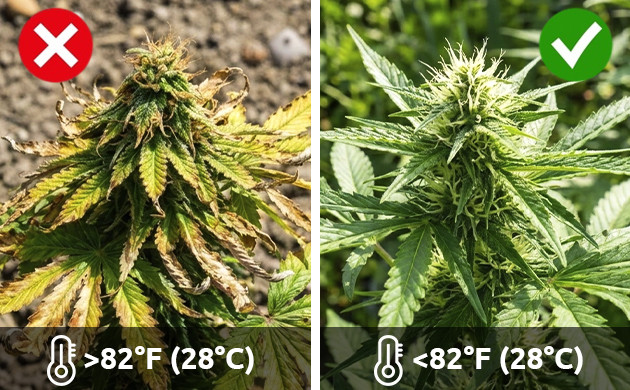 Best temperatures for marijuana plant cannabis leaf problems