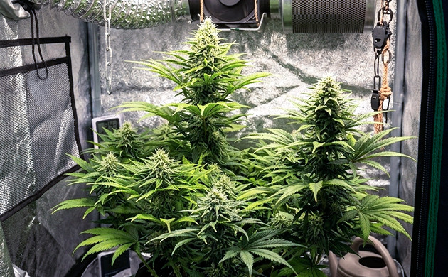 cultiver autofloraison interieur cultiver autofloraison interieur