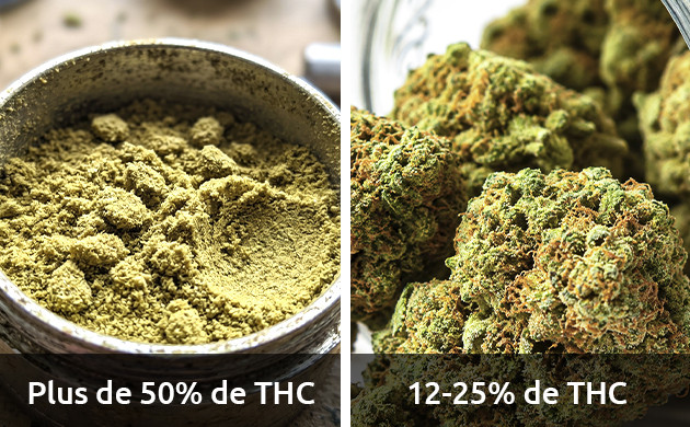 La teneur en THC du Kief est de 50%. Ou plus. kief de marijuana