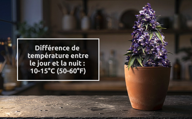 le cannabis devient violet